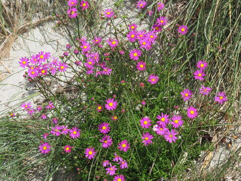 Image of redpurple ragwort