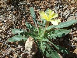 Image de Oenothera primiveris subsp. primiveris