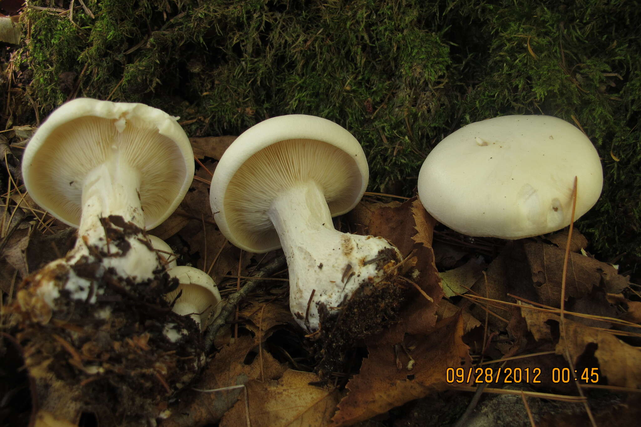Image of Clitocybe robusta Peck 1897