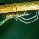 Leucauge decorata nigricauda Schenkel 1944 resmi