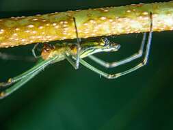 Image of Leucauge decorata nigricauda Schenkel 1944