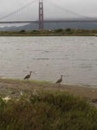 Image of Long-billed Curlew