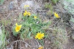 Plancia ëd Balsamorhiza hispidula Sharp