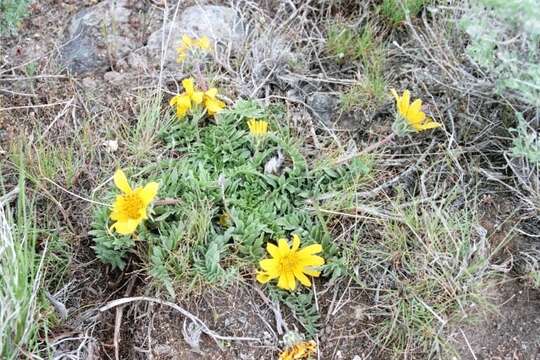 Image of hairy balsamroot