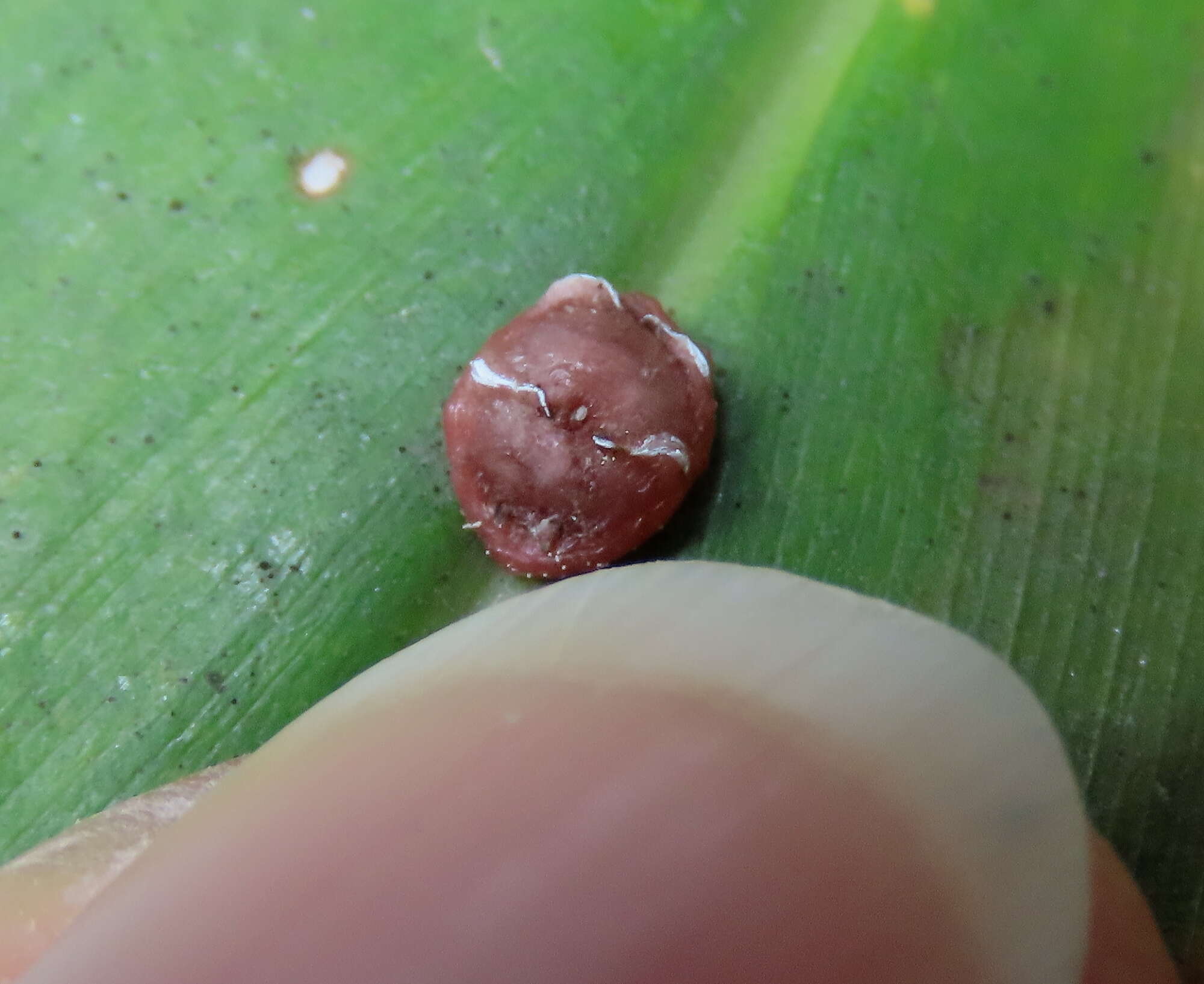 Image of Pink wax scale