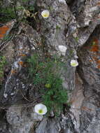 Image of Papaver popovii Siplivinskii