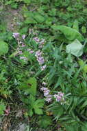 Imagem de Digitalis ciliata Trautv.