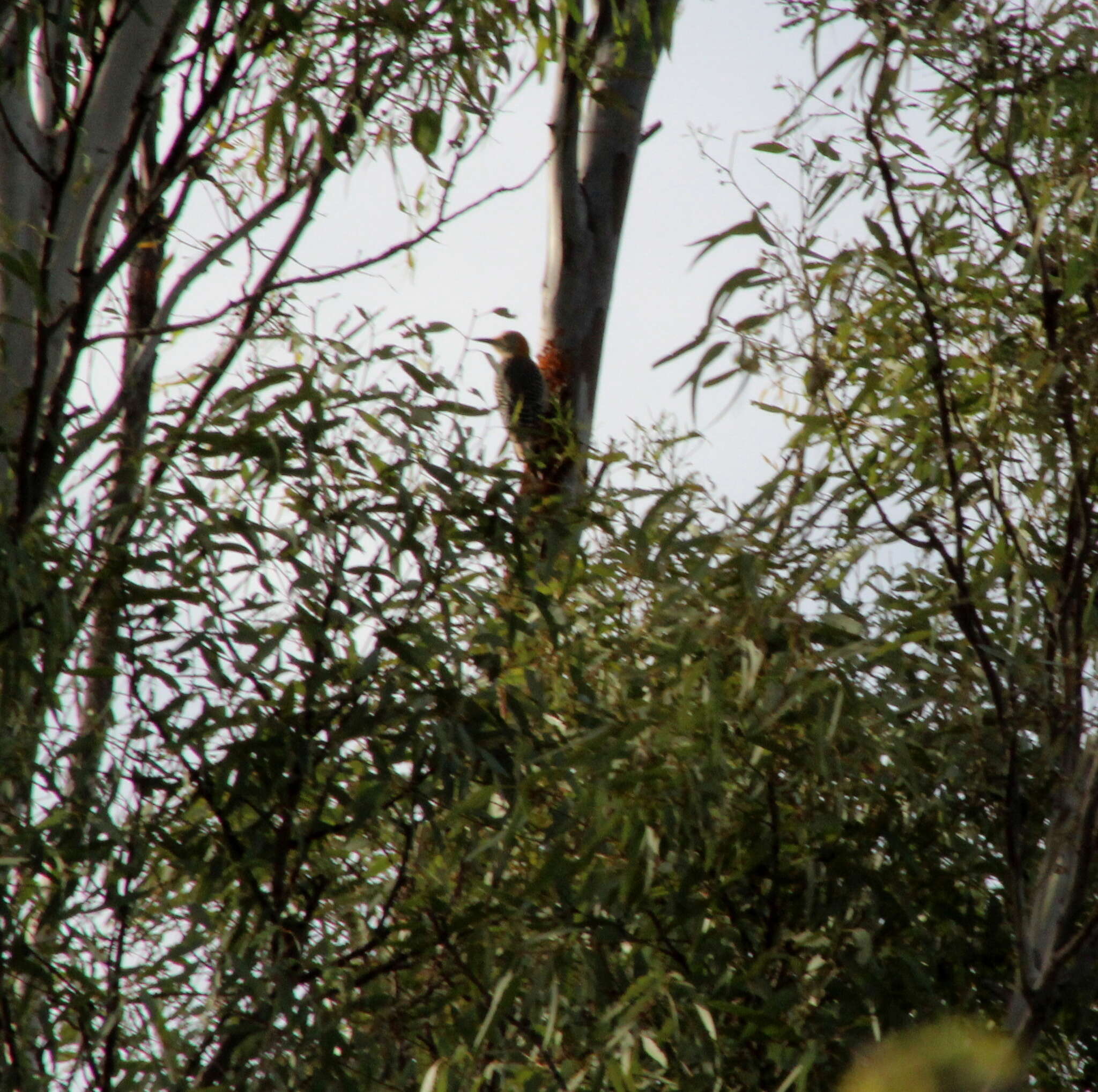 Image of Golden-fronted Woodpecker