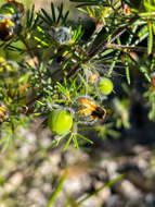 Plancia ëd Gompholobium tomentosum Labill.