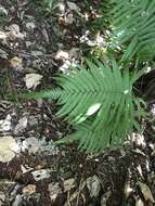 Image of Jeweled Maiden Fern