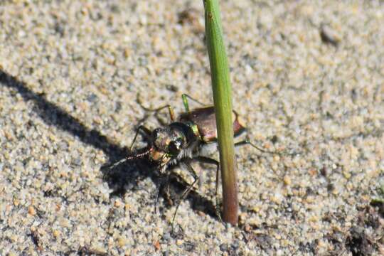 Image of Badlands tiger beetle