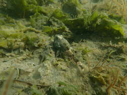 Image of Great sculpin