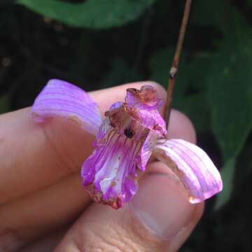 Image of Bletia neglecta Sosa