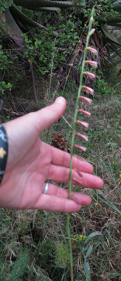 Hesperantha radiata subsp. radiata的圖片