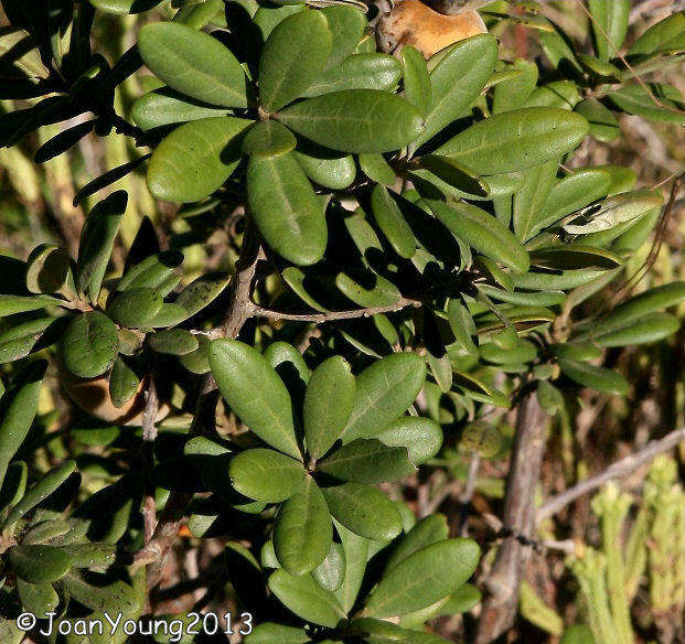 Plancia ëd Diospyros dichrophylla (Gand.) De Winter