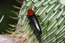 Image of Clover Stem Borer