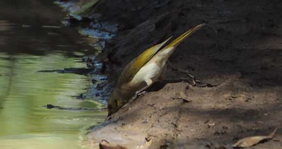 صورة Ptilotula fusca (Gould 1837)