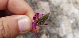 Image de Dalea sericea Lag.