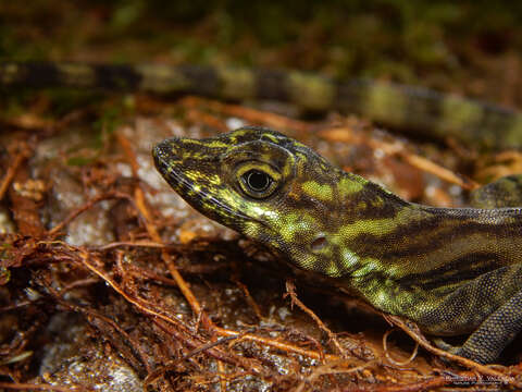 Image of Anolis maculigula Williams 1984