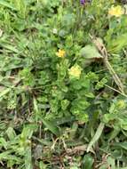 Imagem de Hypericum japonicum Thunb. ex Murray