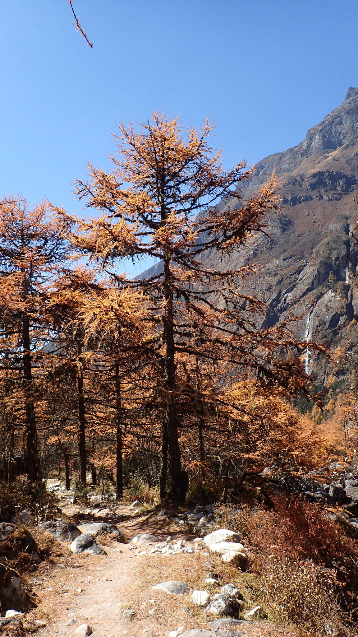 Image of Sikkim Larch