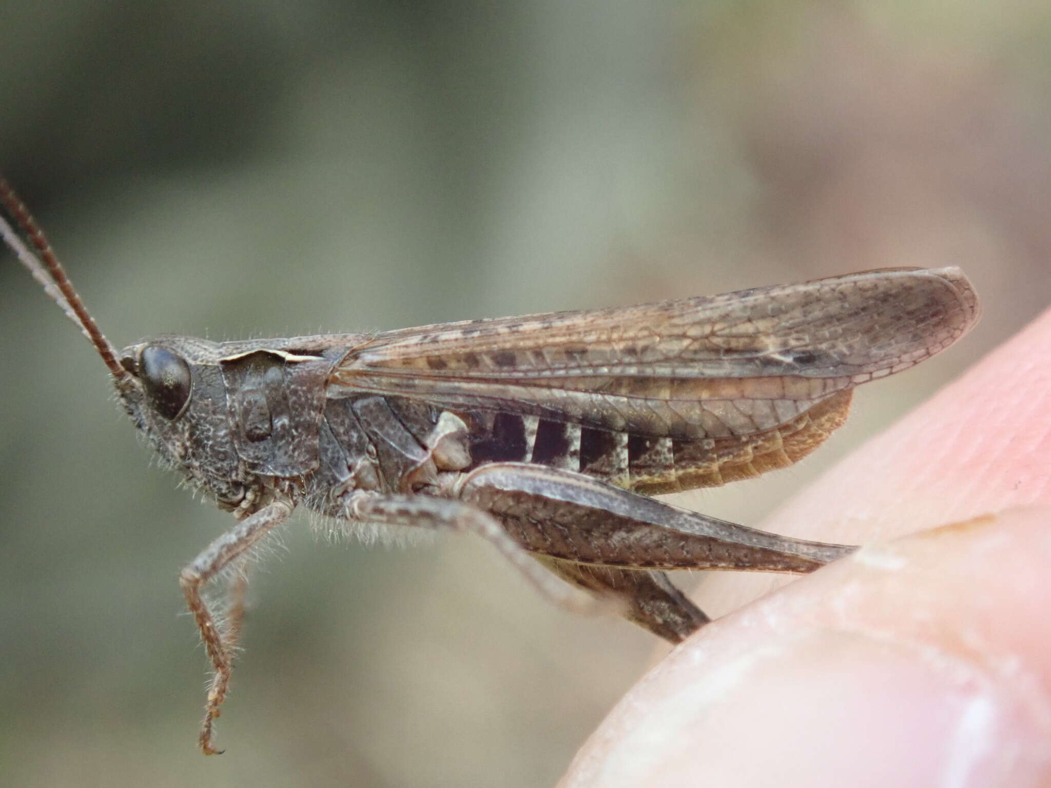 Chorthippus (Glyptobothrus) biguttulus (Linnaeus 1758) resmi