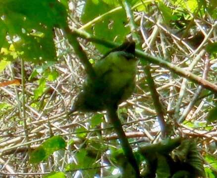 صورة Aplonis cinerascens Hartlaub & Finsch 1871