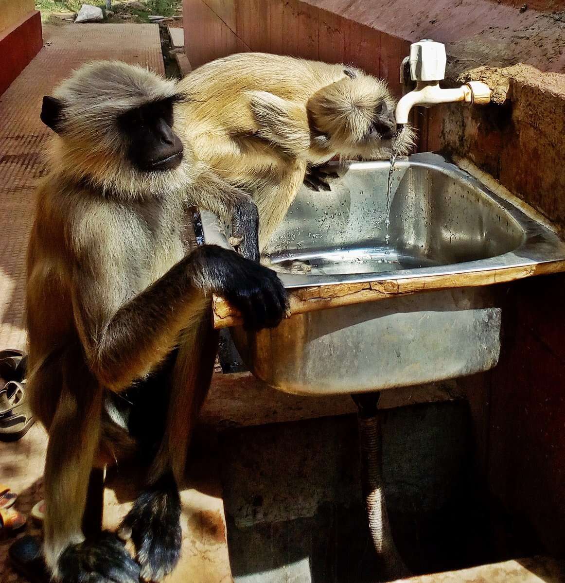 Image of Northern plains gray langur