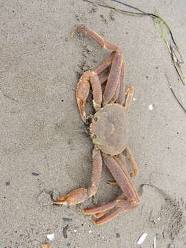 Image of Snow Crab