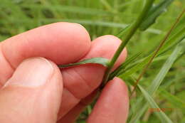 Image of Wahlenbergia krebsii Cham.