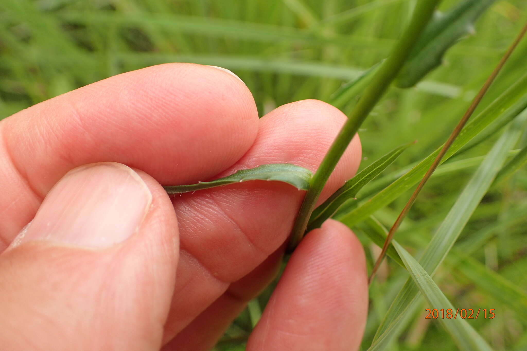 صورة Wahlenbergia krebsii Cham.