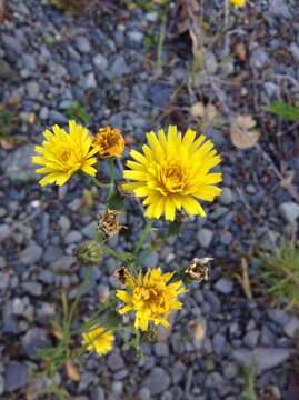 Image of narrowleaf hawksbeard