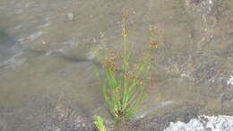 Image of Juncus exsertus Buch.