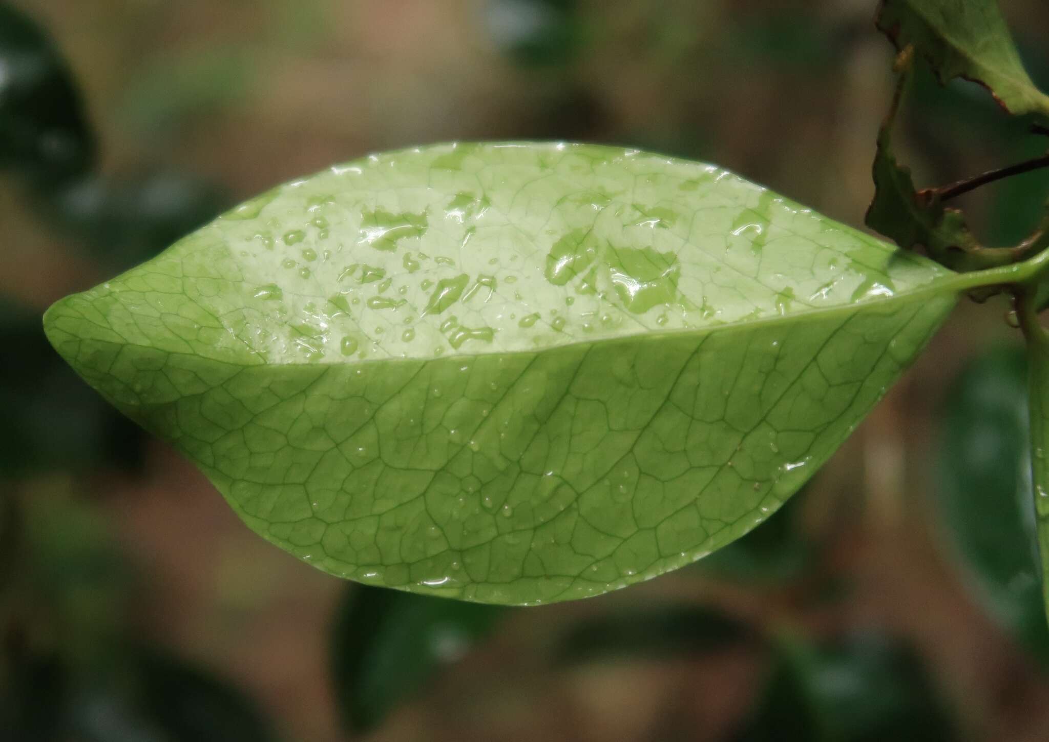 Image of Pleurostylia opposita (Wallich) Alston