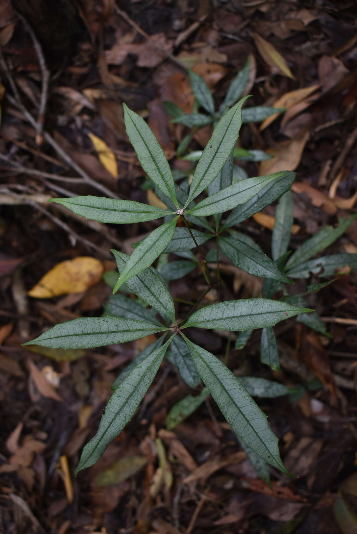 Image of Nothocissus penninervis (F. Müll.) Latiff