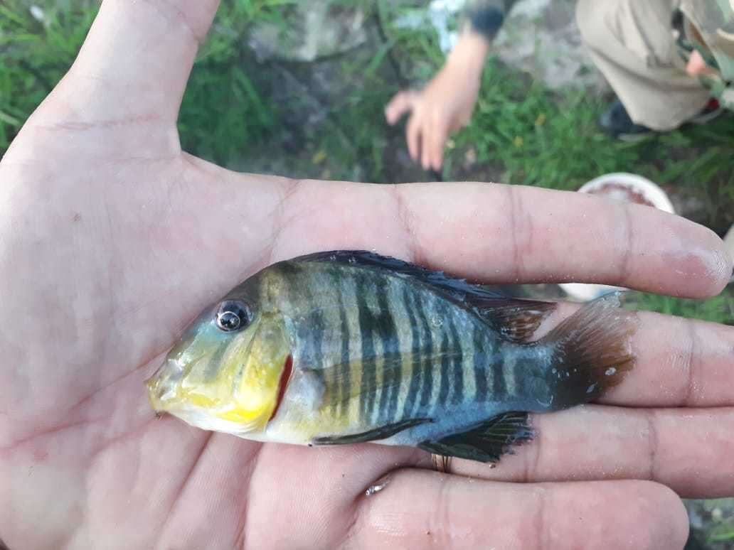 Image de Gymnogeophagus balzanii (Perugia 1891)