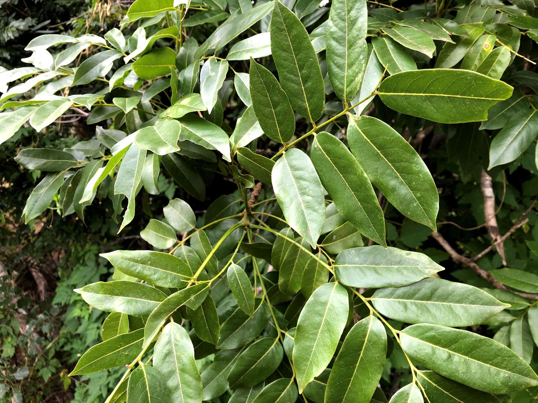 Image de Castanospermum