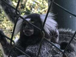 Image of Common Marmoset