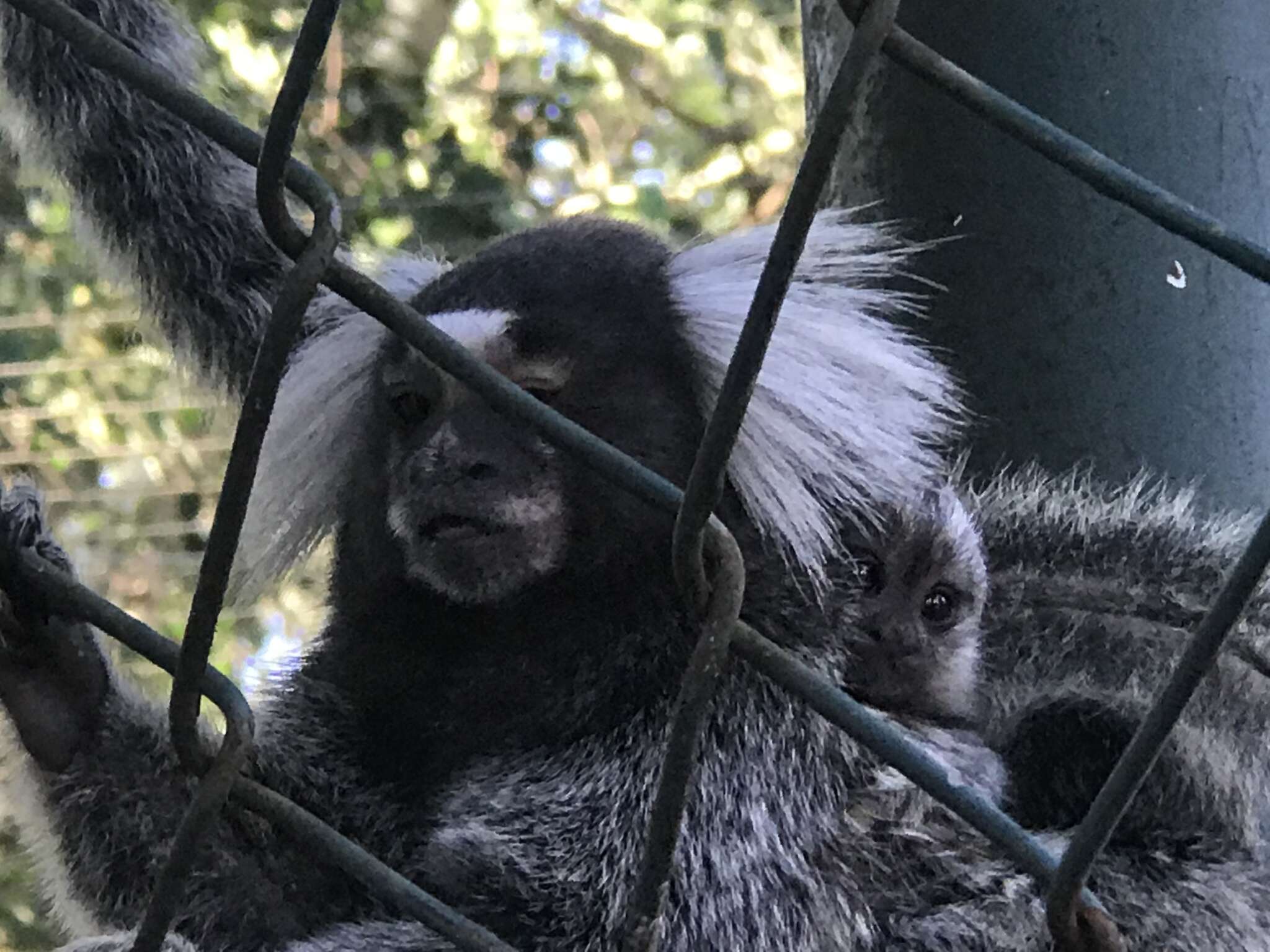 Image de Ouistiti à toupets blancs