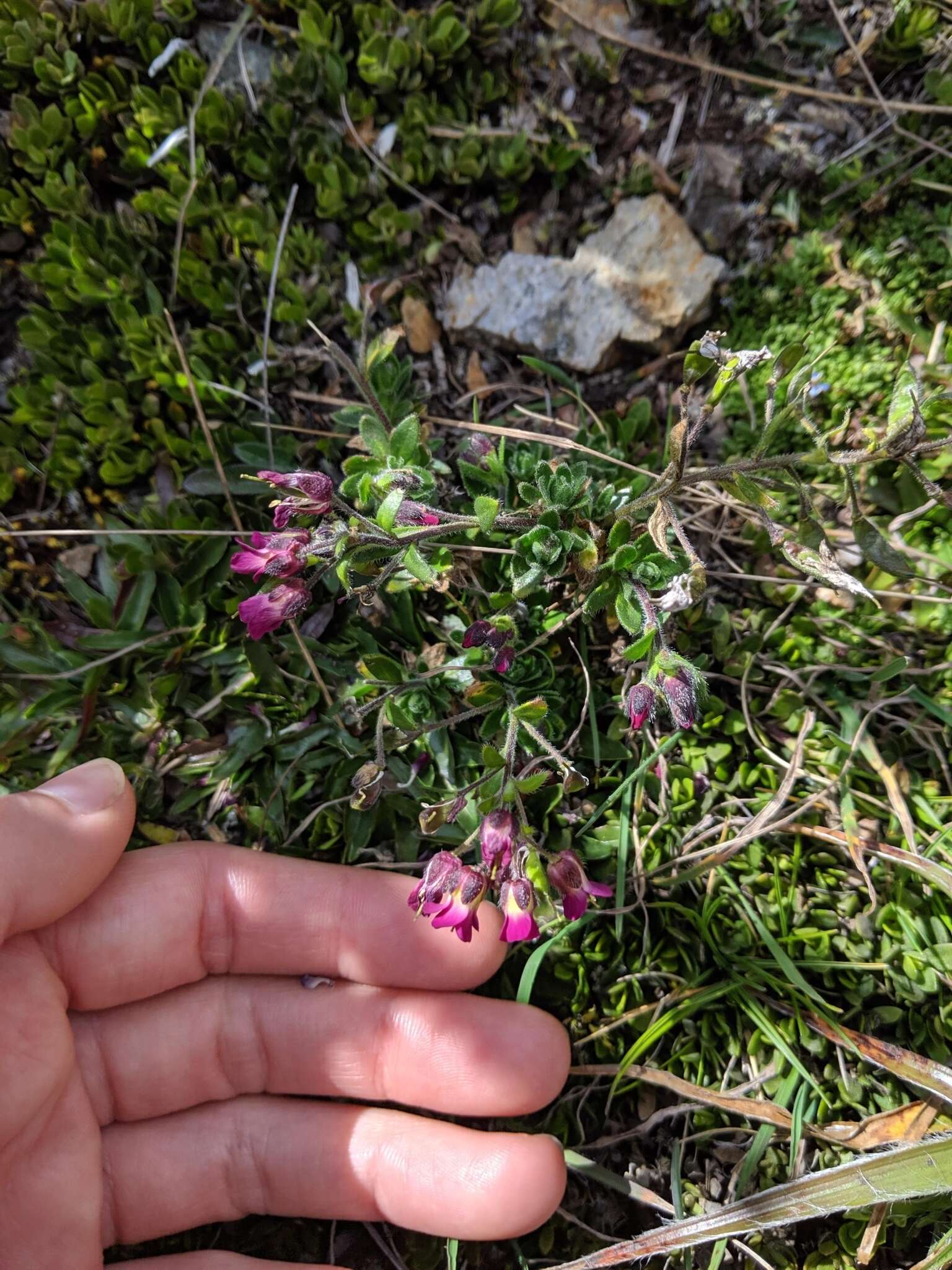 Image of Draba steyermarkii Al-Shehbaz