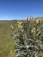 Imagem de Astragalus oxyphysus A. Gray