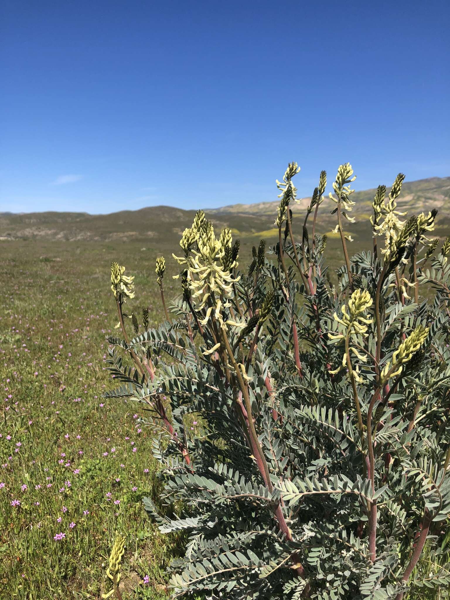 Sivun Astragalus oxyphysus A. Gray kuva