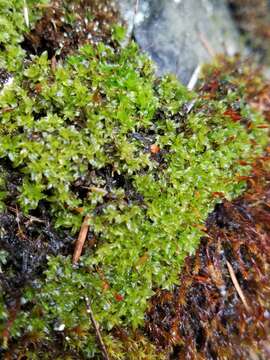 Image of Ribbed Extinguisher-Moss