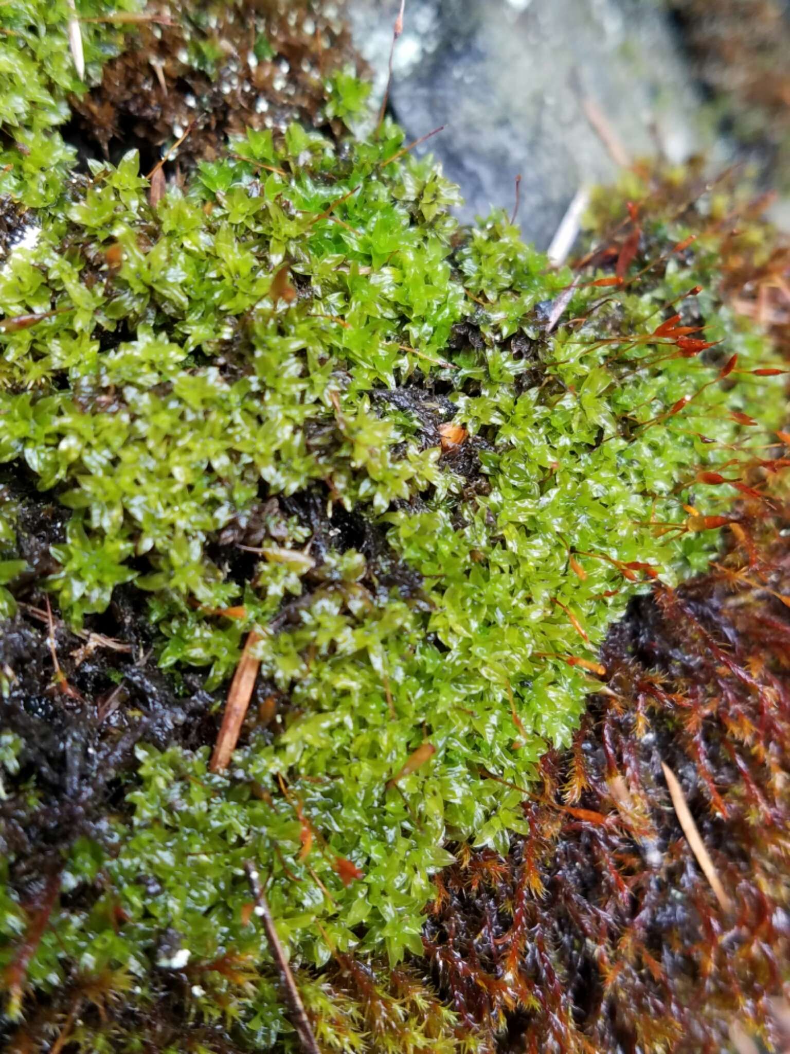 Image of Ribbed Extinguisher-Moss