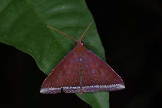 Image of Avittonia Hampson 1926