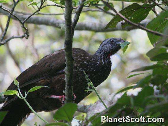 Image of Bearded Guan