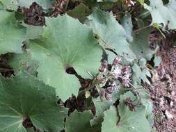 Image of Petasites formosanus Kitam.