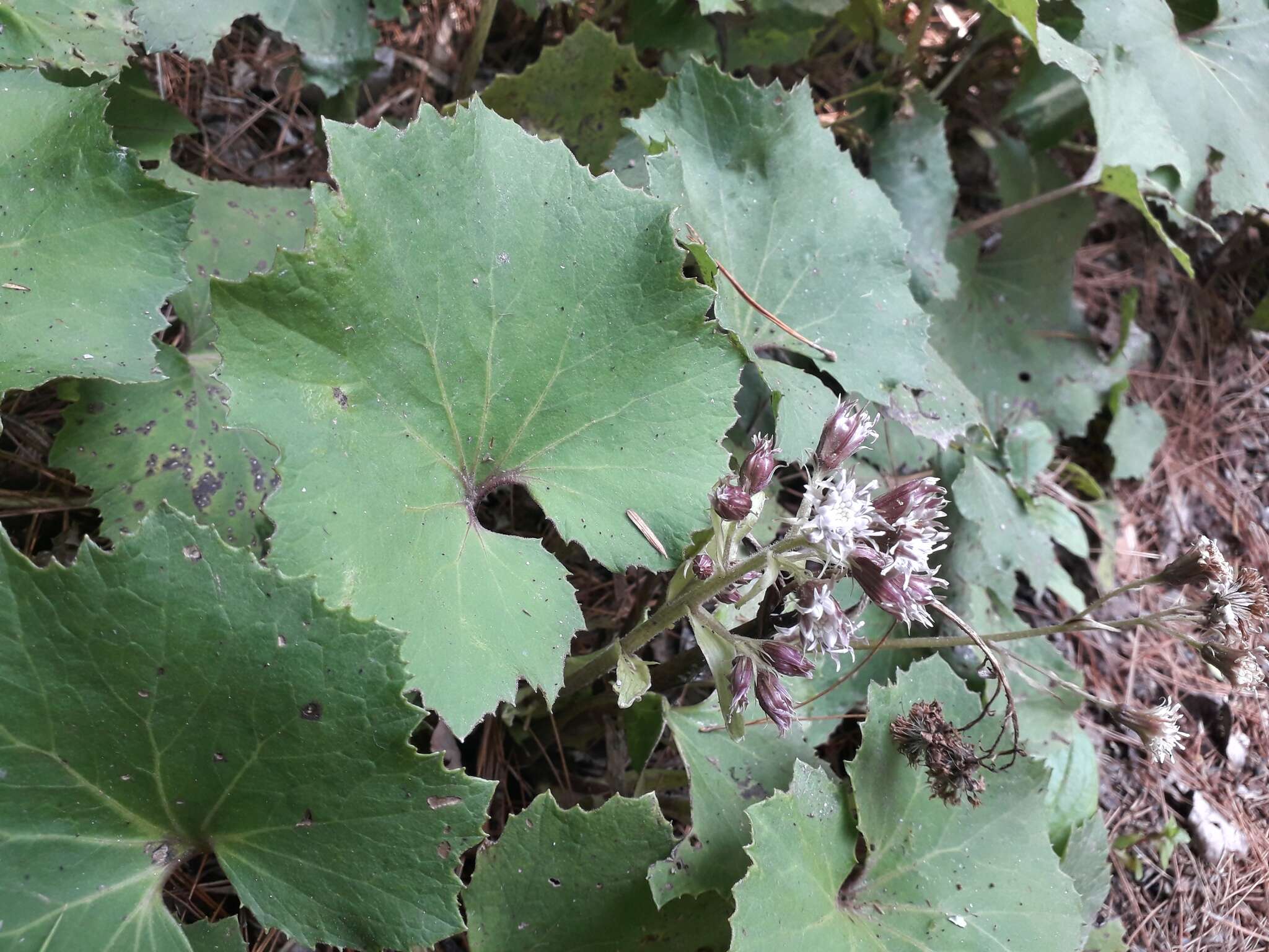 Image of Petasites formosanus Kitam.