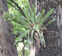 Tillandsia biflora Ruiz & Pav. resmi