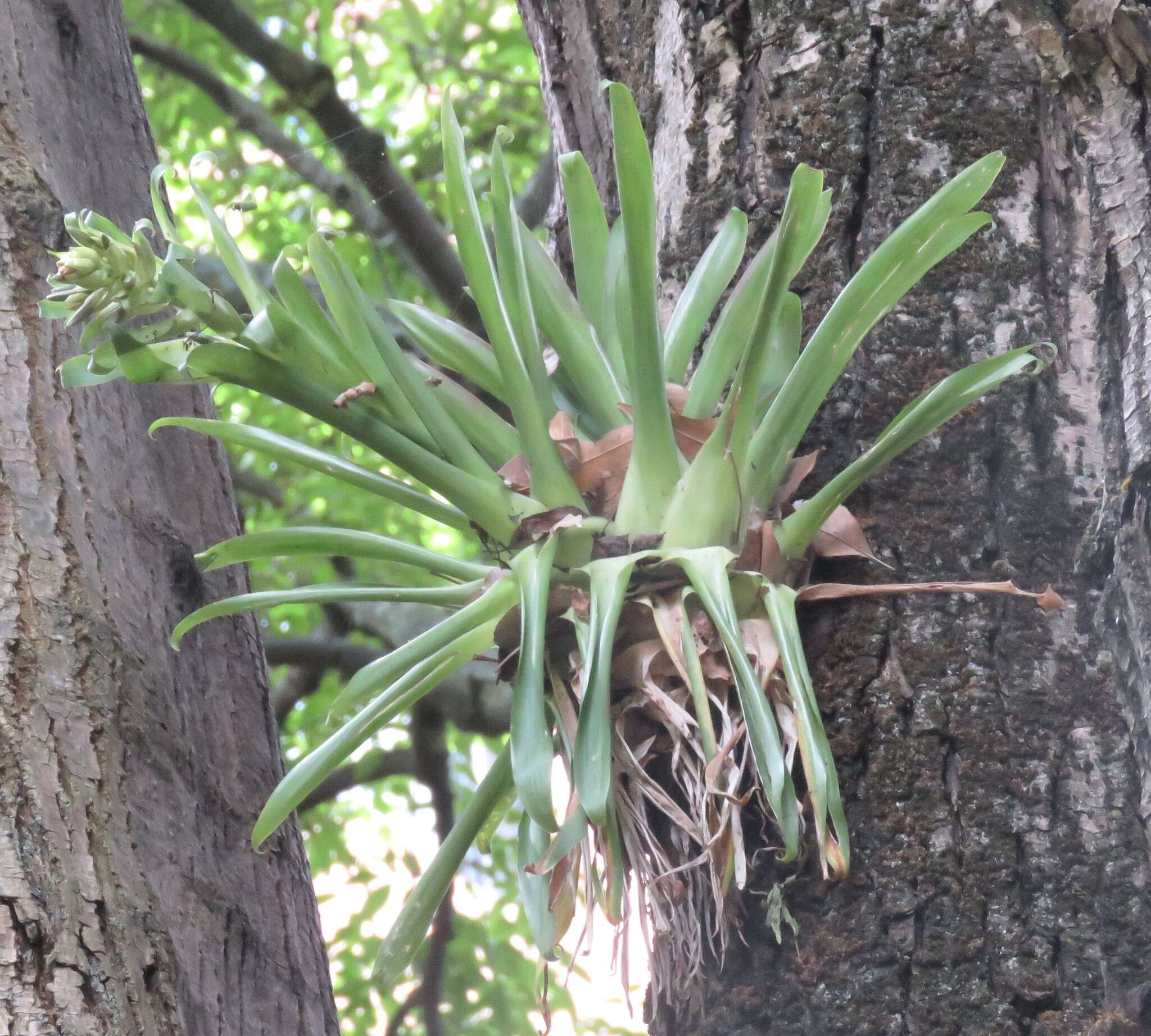 Tillandsia biflora Ruiz & Pav. resmi